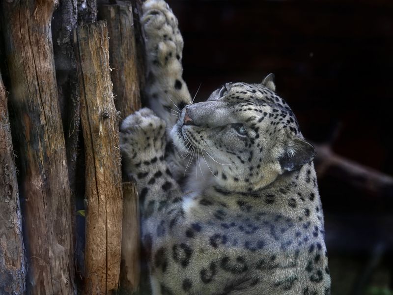 снежный барс Снежный барсphoto preview