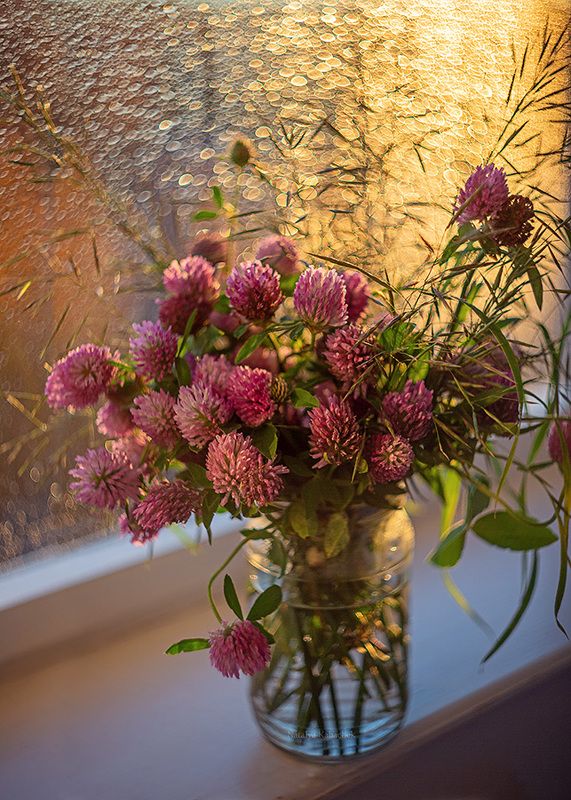 натюрморт фотонатюрморт закат боке клевер Золото закатаphoto preview