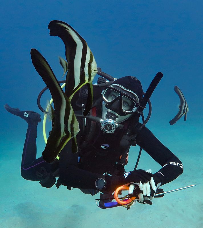 подводное фото подводный мир хургада египет жогло zhoglo красное море С подводными ангеламиphoto preview