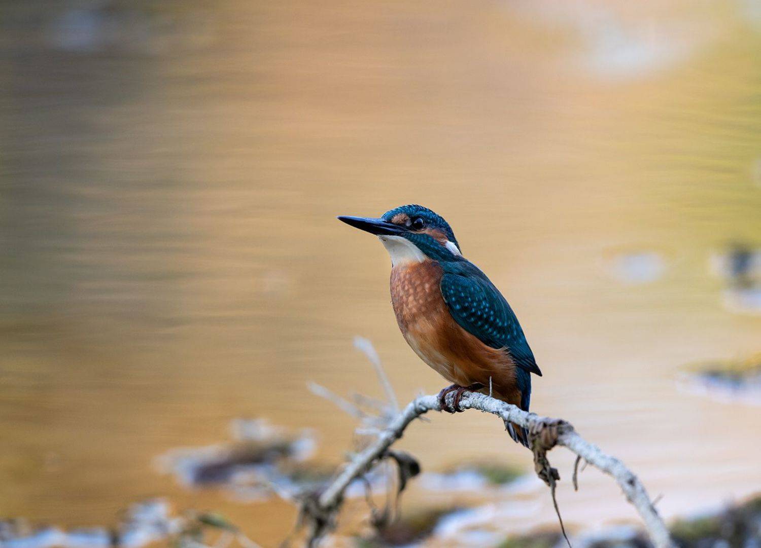 Alcedo athis. Автор: Budimir Jevtic , Budimir Jevtic