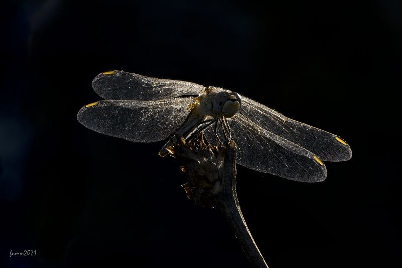 Как еще снимать стрекозу? А если так? Стекинг 49 кадров.photo preview