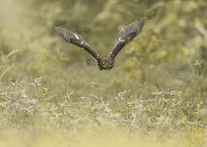 birds, animals, nature, wildlife, owl, птицы, сова, пернатые, природа Бесшумный полетphoto preview