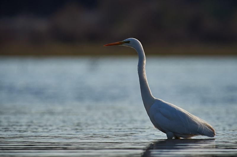 nature, wildlife, birds ***photo preview