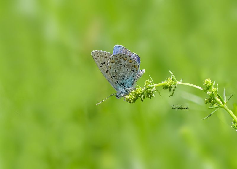 #butterfly #amazing #instagram #color #colorful #autumn #nature #background #paint #art #love #lovely #500px #photography #photographer #picoftheday #photooftheday #macro #macrophotography #lumixfz300 #anjoman_aj #hubs_united #closeup #naturephotography # bluephoto preview