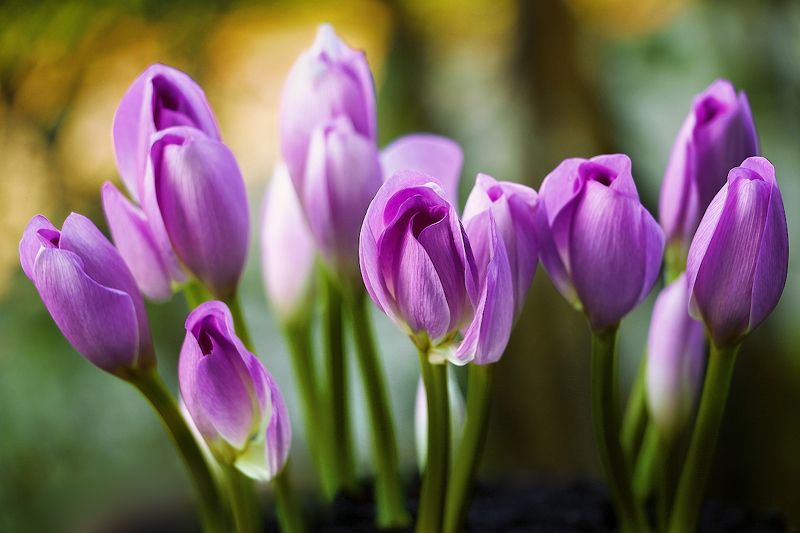 безвременник, осень, цветы, красота, нежность, Колхикумphoto preview