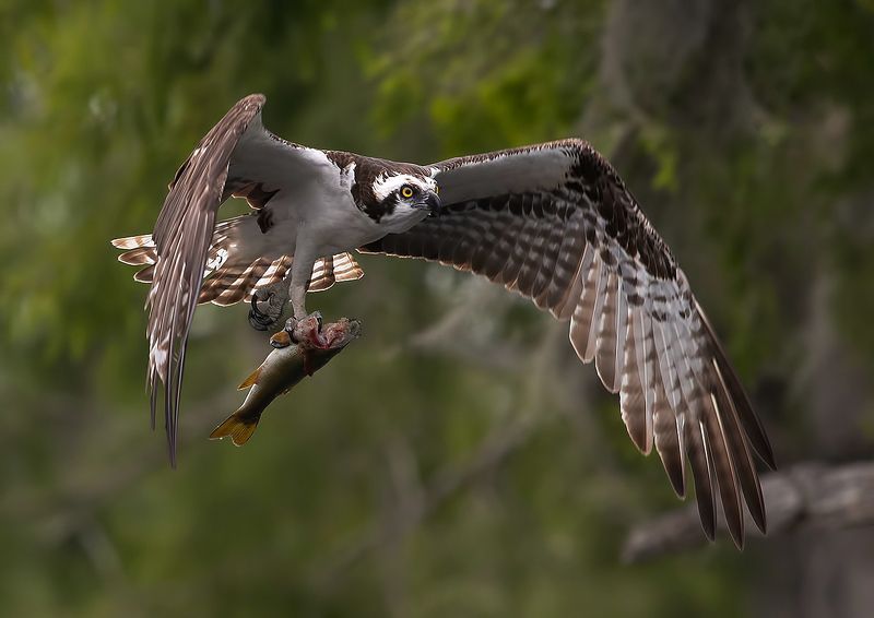 cкопа, osprey, florida, хищные птицы, wildlife Osprey with Prey -Скопа с добычейphoto preview