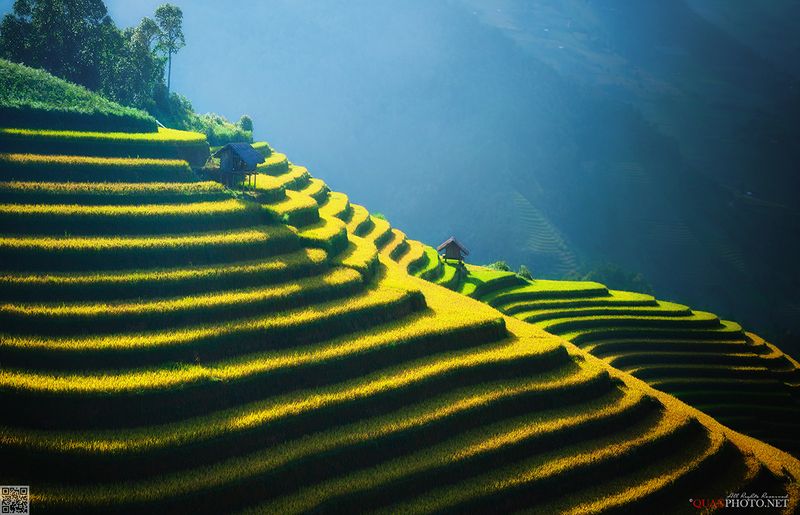 quanphoto, landscape, sunlight, rice, terraces, farmland, agriculture, culture, rural, hill, harvest, vietnam Vietnam\'s Rice Terracesphoto preview