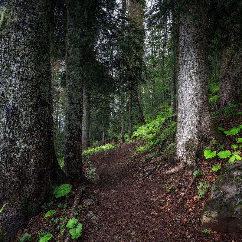 пейзаж Древний лесphoto preview