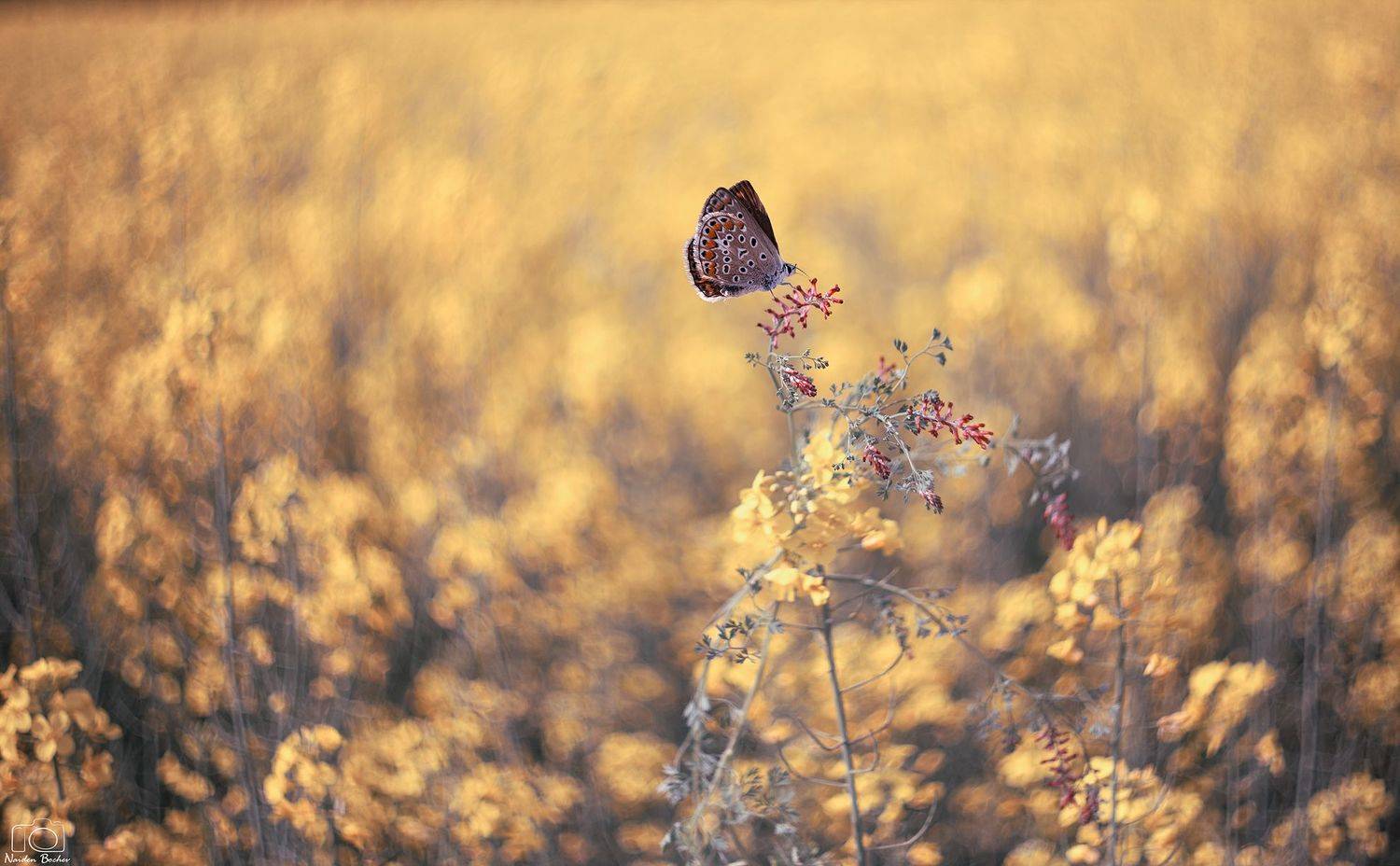 Автор: Naiden Bochev , Naiden Bochev