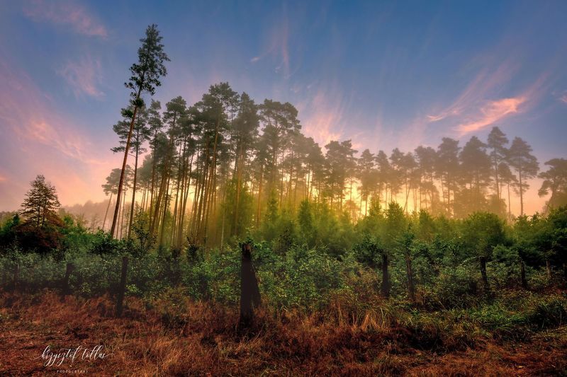 forest  trees  sunrise  fog  forest atmosphere  landscape  dawn  nature  autumn  sky  clouds  light  Landscape - Scenery  Beauty In Nature  Magic of the Forestphoto preview
