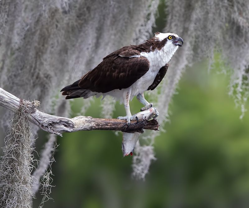 cкопа, osprey, florida, хищные птицы, wildlife Osprey with Prey -Скопа с добычейphoto preview