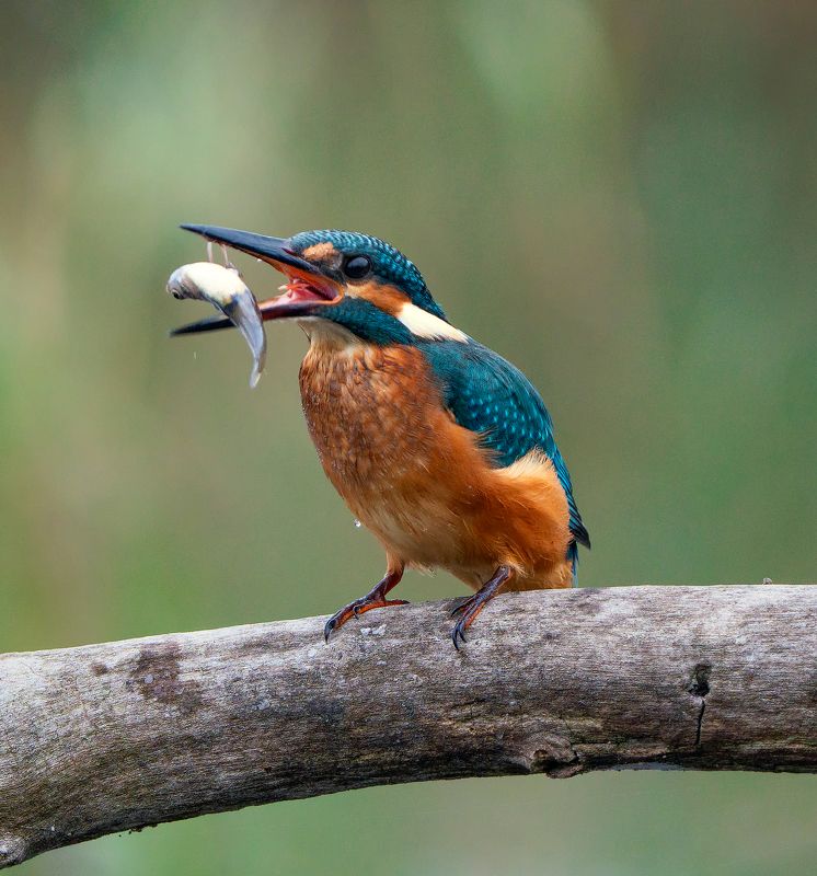 Kingfisherphoto preview