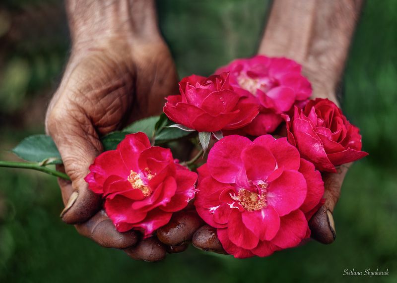 hands, roses, flowers, humanity, human hands, generosity, svitlana shynkaruk Some fragrance always lingers in the hand that gives roses...photo preview