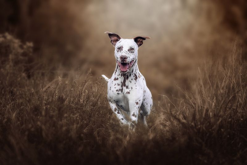 собака, животное, dog, далматин Осенней драйвphoto preview