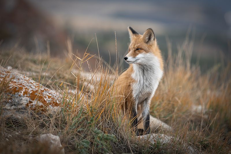 fox, foxy, animal, wild life, baikal, russia, Fox of Baikalphoto preview