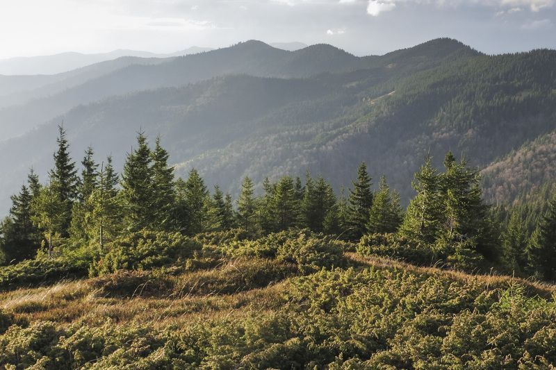 Карпаты, природа, пейзаж, горы, лес, Украина ***photo preview