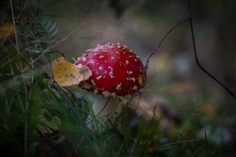 Осенние мухоморы.photo preview