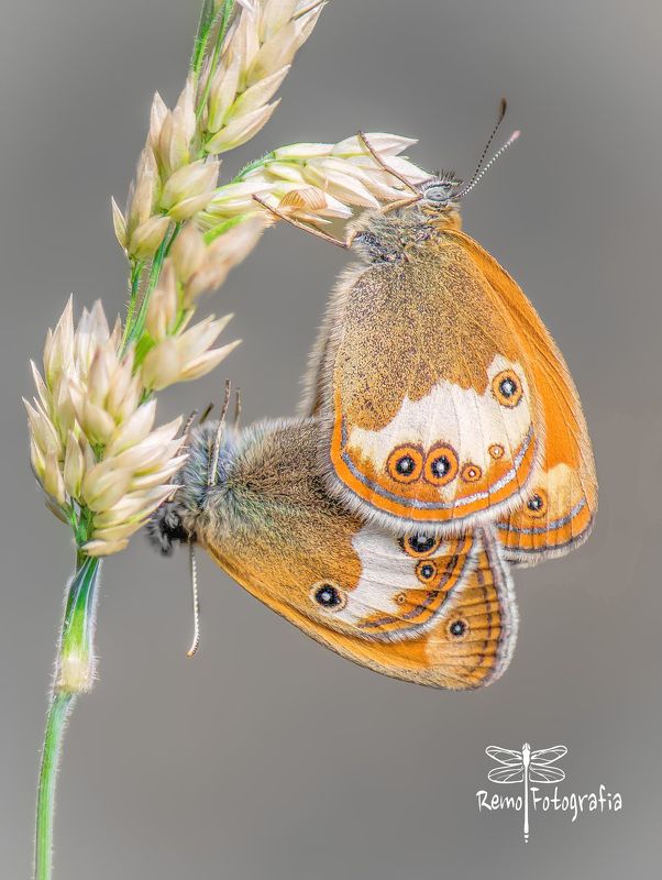 Coenonympha arcania.photo preview