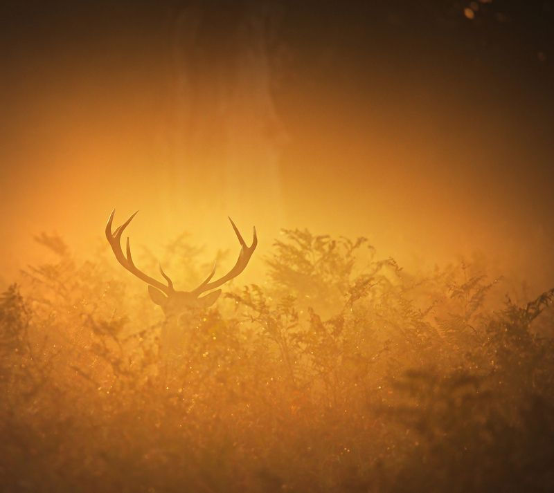 October Morning ...photo preview