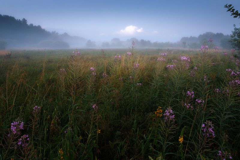 пейзаж В краю Иван-чаяphoto preview