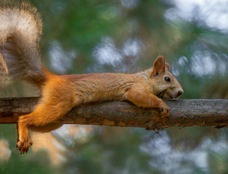 белка, дерево, лес, мотоциклистка..photo preview