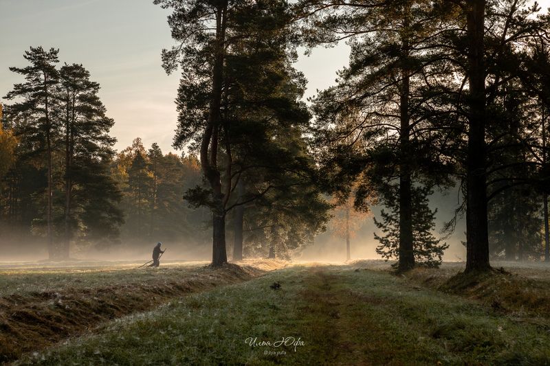 павловск, парк, туман Утро в паркеphoto preview