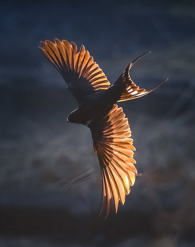 Ласточкаphoto preview