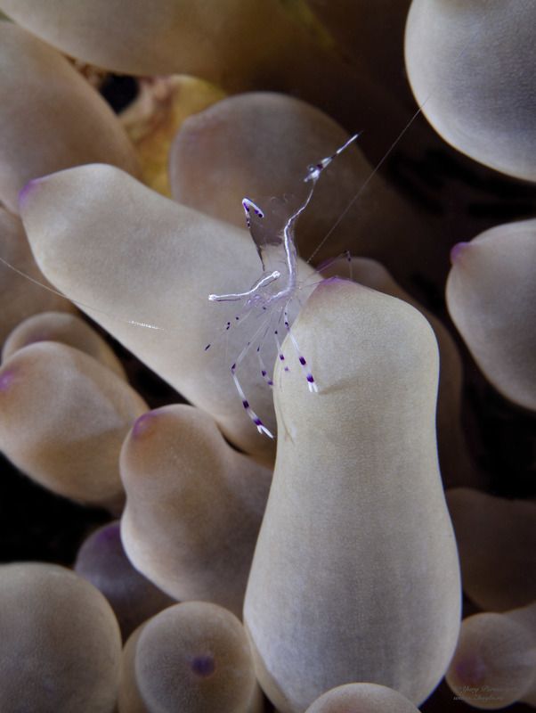 подводное фото подводный мир хургада египет жогло zhoglo красное море Креветкаphoto preview