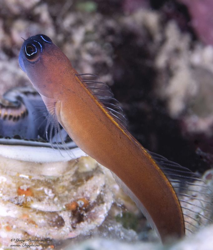 подводное фото подводный мир хургада египет жогло zhoglo красное море А вам слабоphoto preview