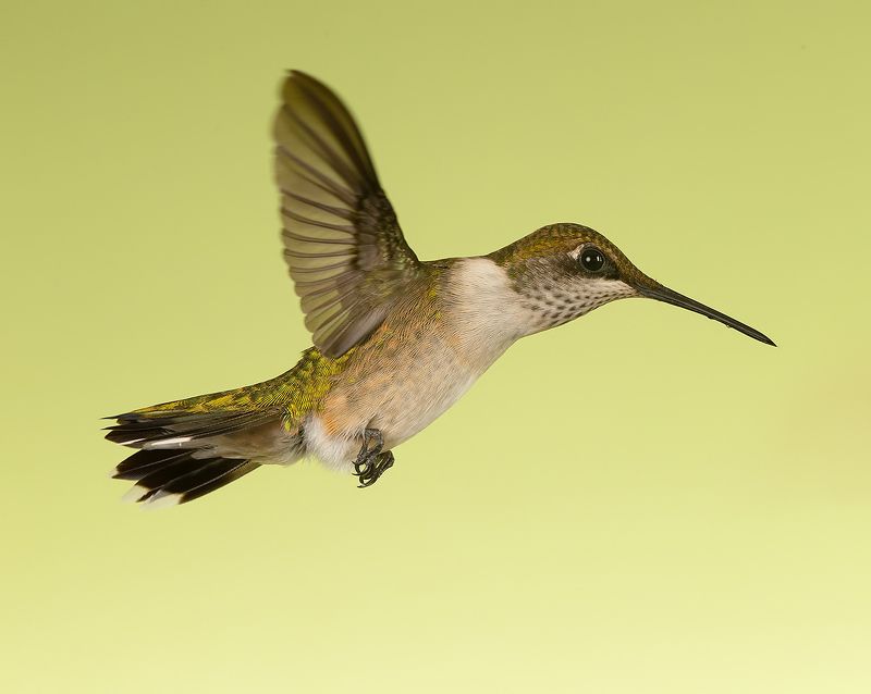 колибри,ruby-throated hummingbird, hummingbird Female Ruby-throated Hummingbird -Самка. Рубиновогорлый колибриphoto preview