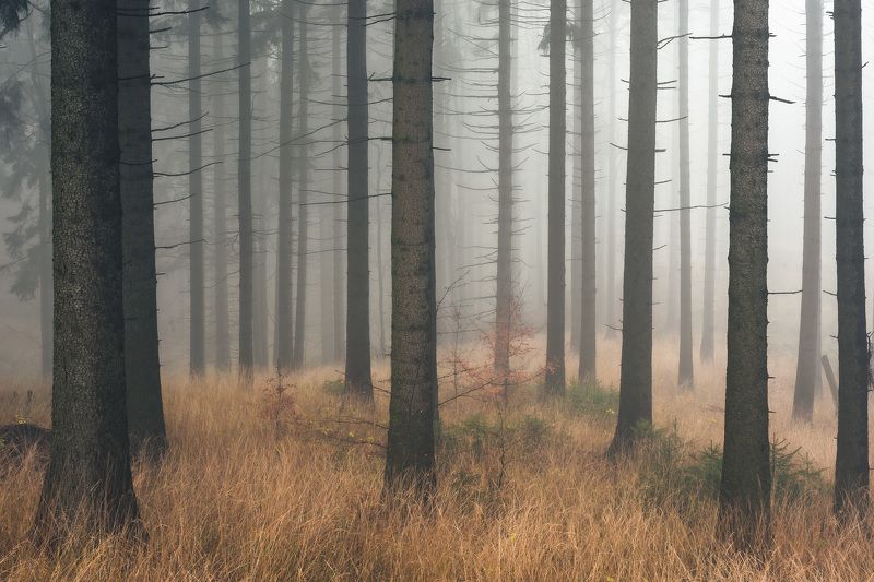 majestic, forest, autumn, fog, trees, rain, nikon, mountains Misty morning in the woodsphoto preview