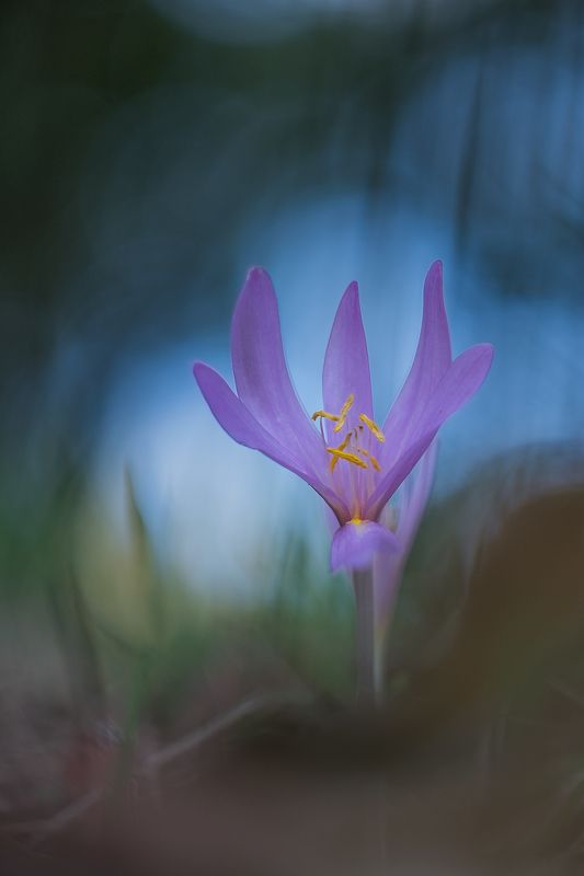 Colchicophoto preview