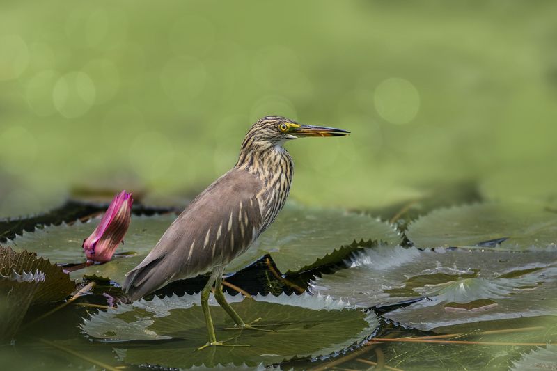 birds, animals, wildlife, heron, water bird, nature, animals in the wild, птицы, животные, пернатые, цапля, Дразнитсяphoto preview