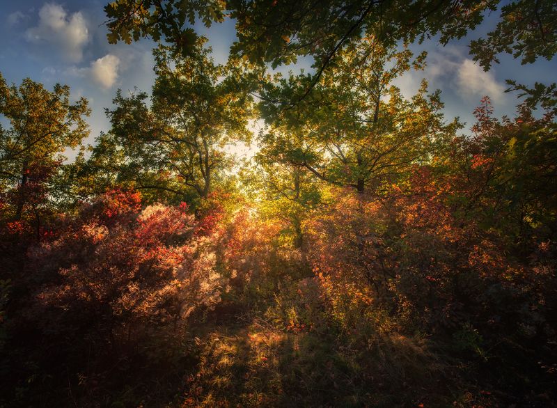 осень, пейзаж, свет, тень, деревья, кусты Осенний светphoto preview