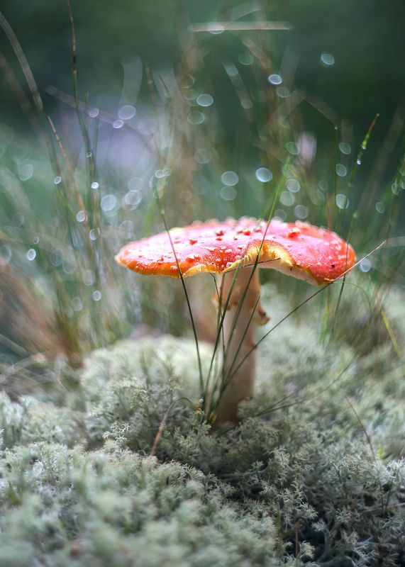 Волшебный...) фото превью