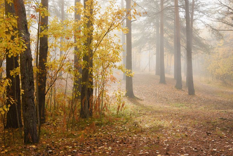 осень сентябрь утро туман лес тишина кусты деревья сосны осины листья Пробивается солнцеphoto preview
