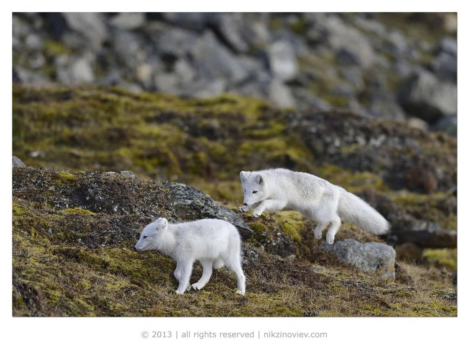 , Николай Зиновьев