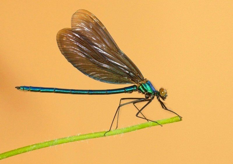 Летающие моделиphoto preview