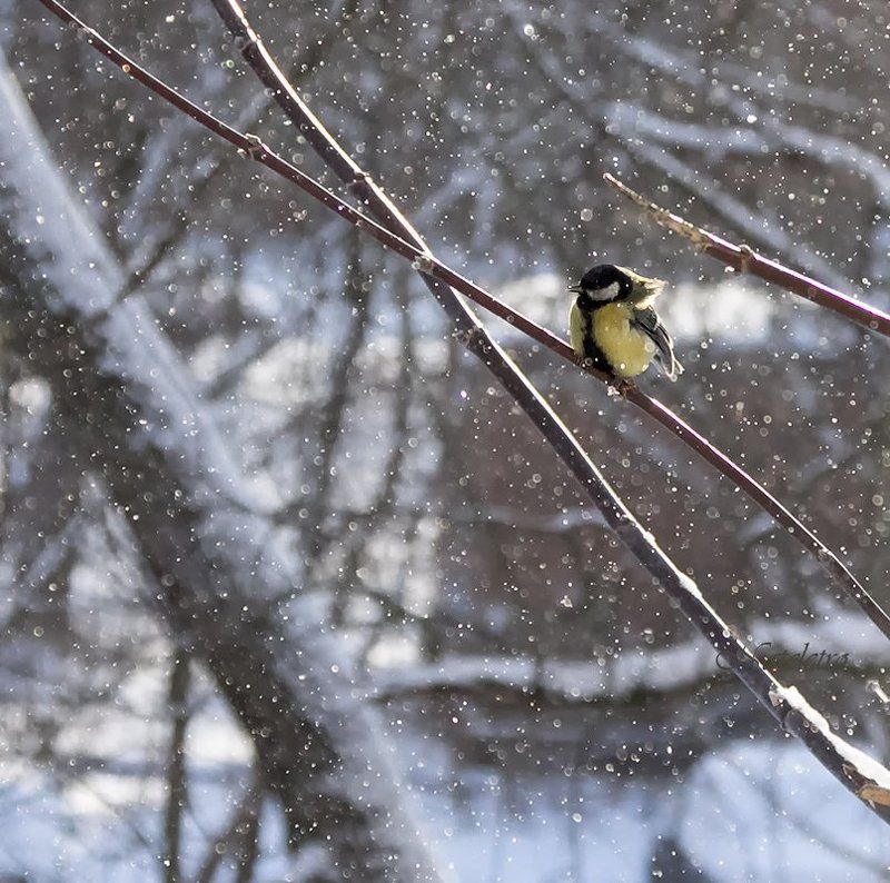 Синичкиphoto preview