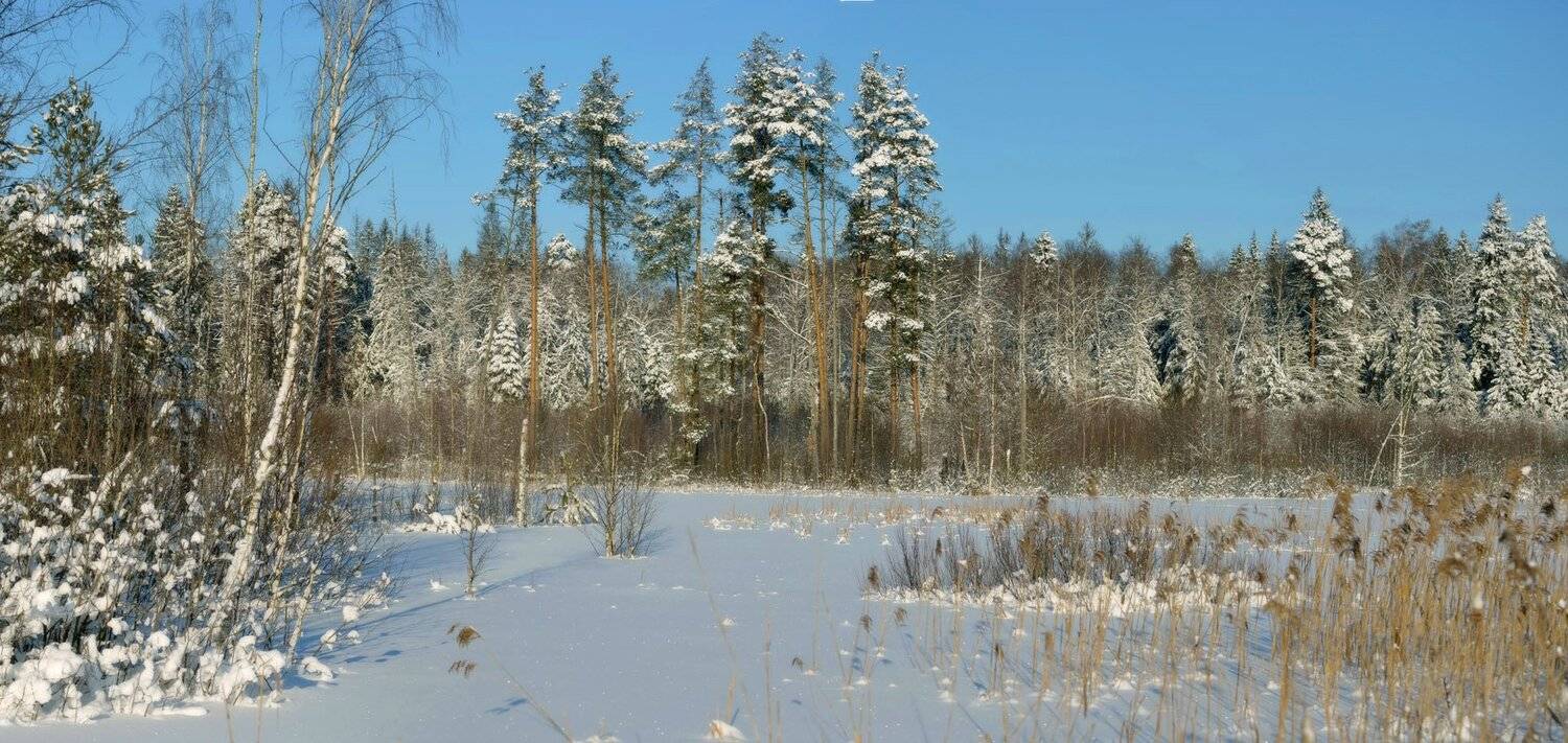 Про замёрзшее болотце. Автор: Сергей Седов , Сергей Седов