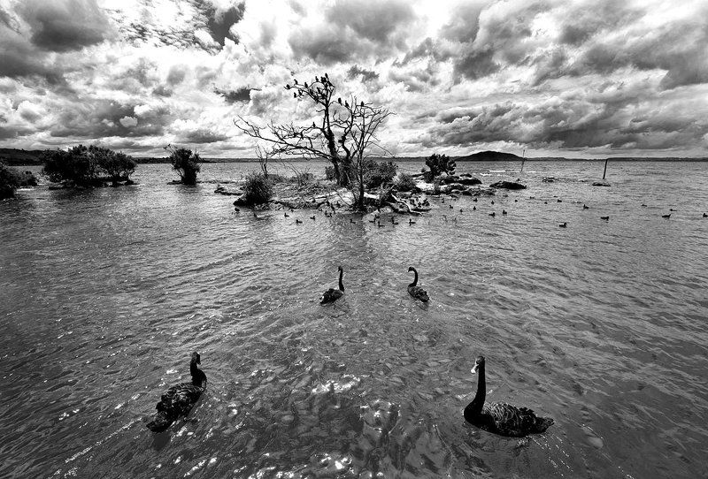 птичий остров...photo preview