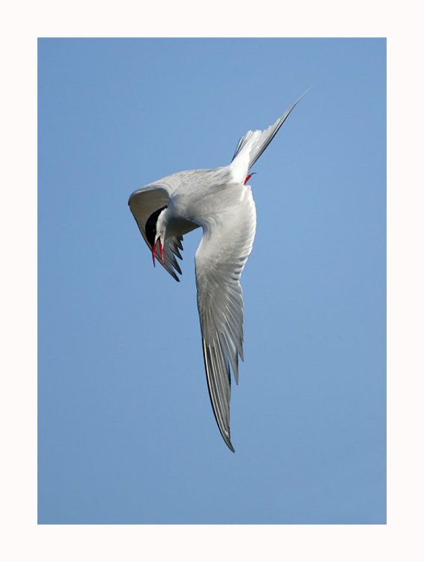 Балетphoto preview