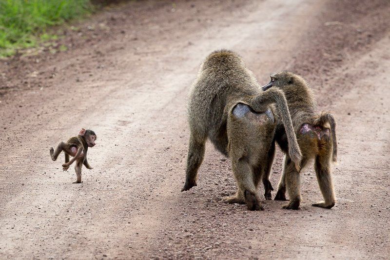 про бенджамина спока...photo preview