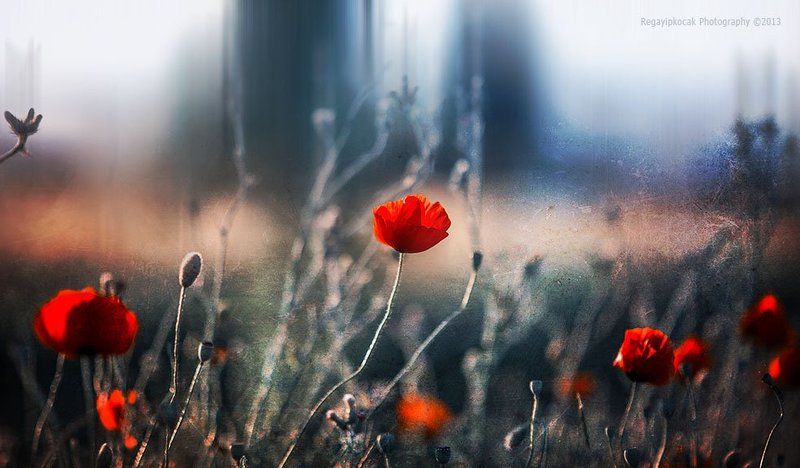 İn Gardenphoto preview