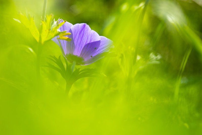 Застенчивая красавицаphoto preview