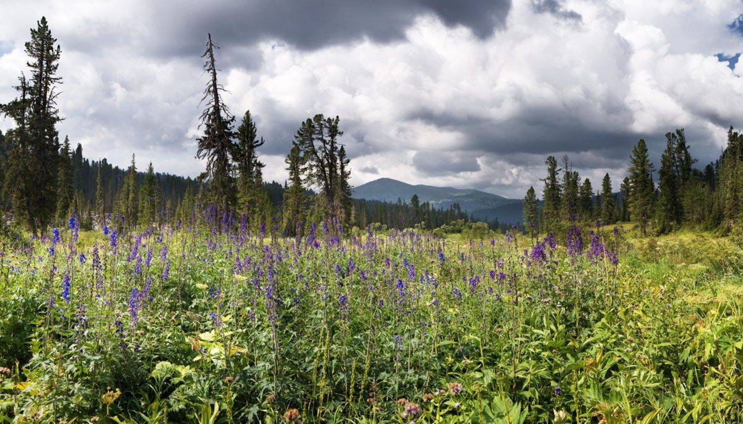 , Андрей Chogori Громов