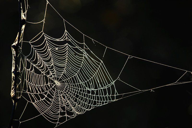 паутинаphoto preview