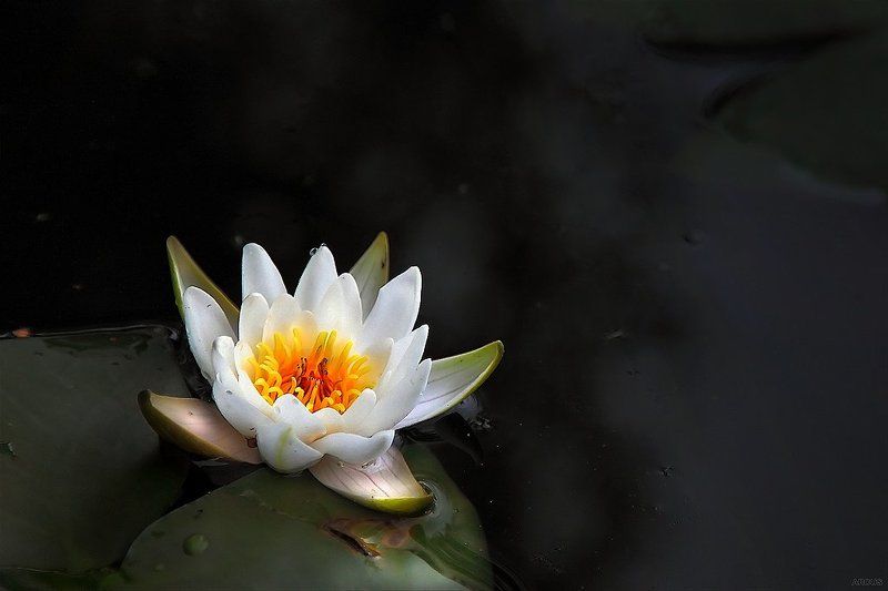 Лилияphoto preview