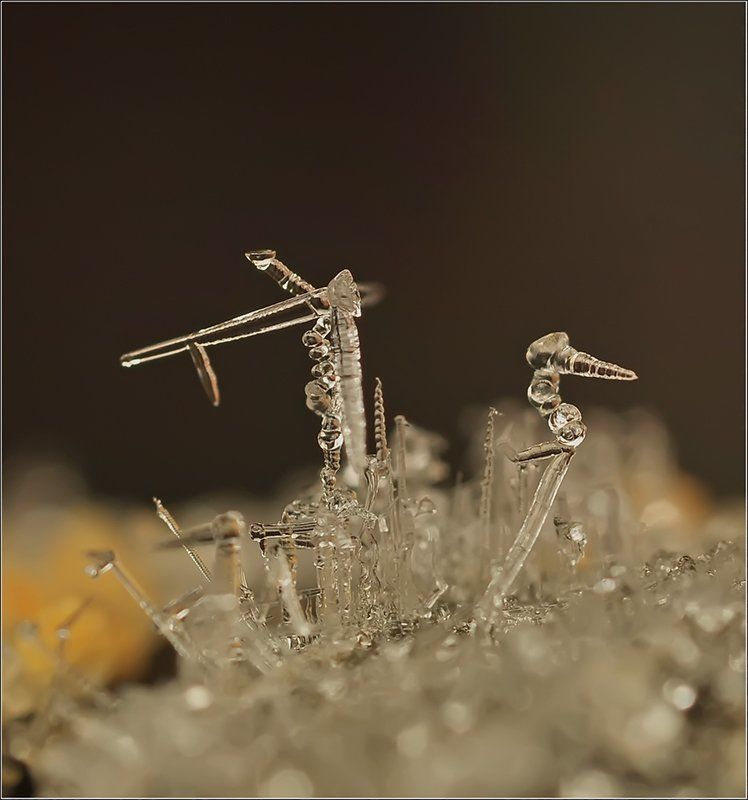 Немо...photo preview