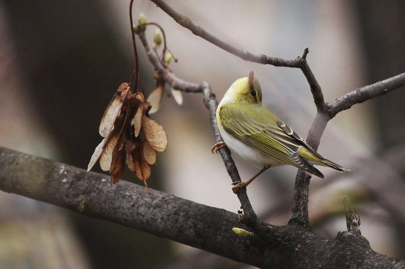 Пеночка-трещоткаphoto preview